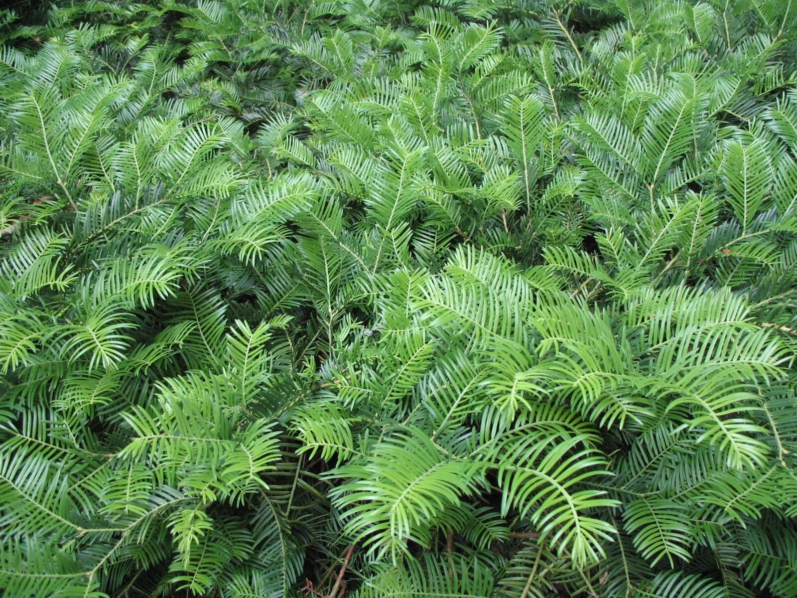 Spreading Japanese Plum Yew (cephalotaxus) - Live Plant - 3 Gallon Pot